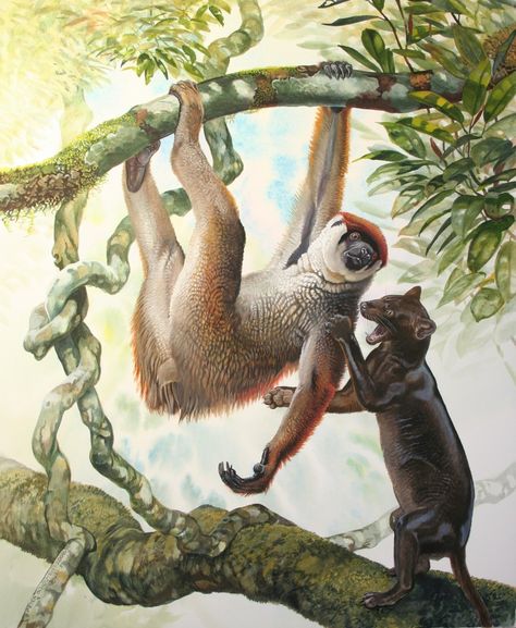 End of the Megafauna - Sloth lemur, Giant Fossa