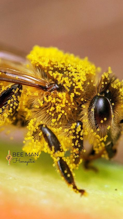 Bees Pollinating Flowers, Bee Pictures Art, Bee Photos, Pollinating Flowers, Cool Insects, Garden Friends, Bee Pictures, Sacred Geometry Symbols, Bee Photo