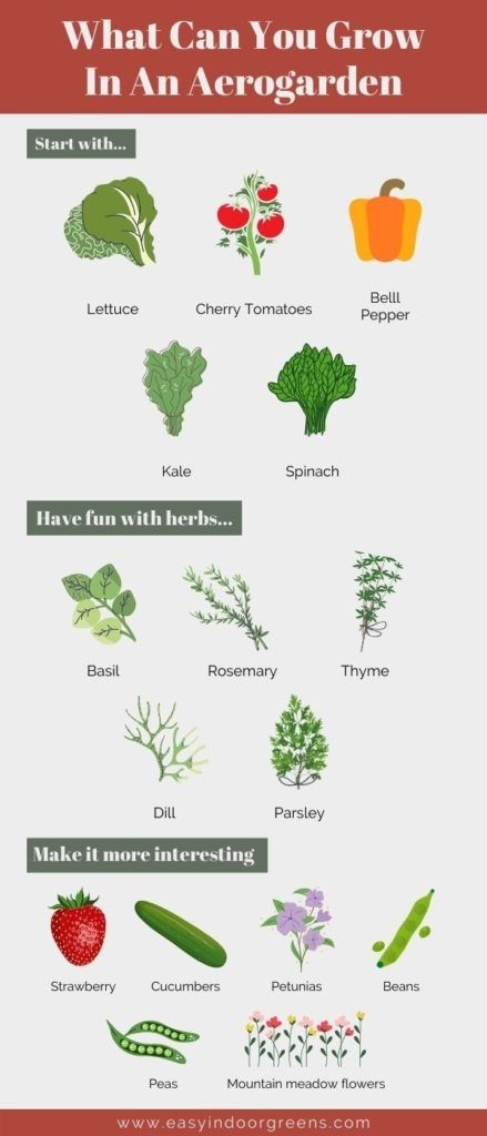 Herbs You Can Grow Indoors, Best Plants To Grow In Aerogarden, Aerogarden Hack, Aerogarden Ideas, Aero Garden, Aeroponic Gardening, Hydroponic Strawberries, Indoor Hydroponic Gardening, Hydro Gardening