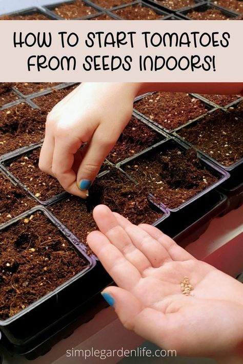 How To Start Tomatoes From Seeds Indoors by simplegardenlife.com Start Tomato Seeds Indoors, How To Plant Tomatoes, Seed Starting Containers, Heirloom Tomatoes Varieties, Plant Tomatoes, Growing Tomatoes From Seed, Seed Starting Soil, Seedlings Indoors, Plants From Seeds