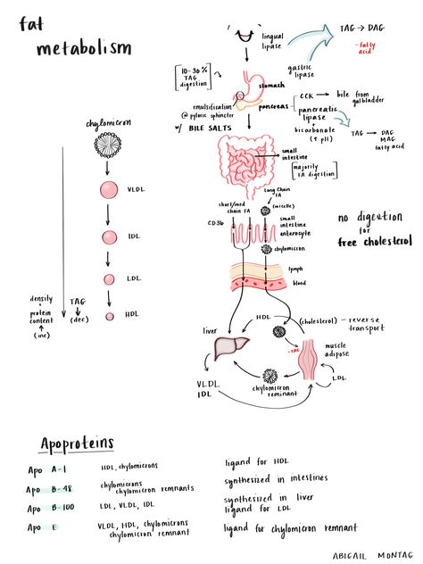 Exercise Physiology Notes, Dietetics Student Notes, Nutrition Student Notes, Nutrition Study Notes, Metabolism Notes, Nutrition Notes, Biochemistry Notes, Medical Notes, Medicine Notes