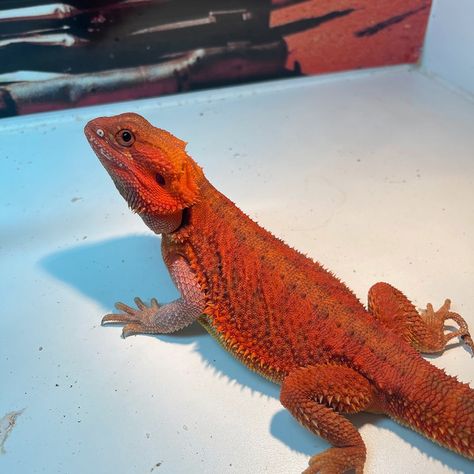 Red Monster 75 Percent Stud Central Bearded Dragon by House Of Dragons - MorphMarket Red Monster, Reptile Room, House Of Dragons, Bearded Dragon, Baby Birth, Reptiles, Red, Quick Saves