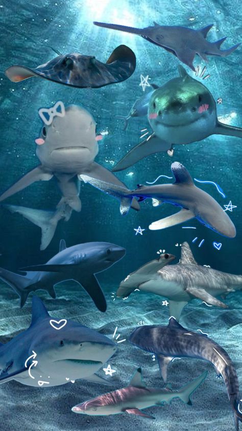 Shark Week Edition Wallpaper 🦈🦈🦈 Cool Sharks, Water Animals, Ocean Water, Shark Week, Whale Shark, Ocean Creatures, Baby Shark, Sharks, Sea Creatures