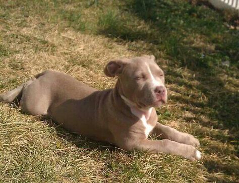 BLUE-FAWN PITBULL (BELLA)♡ Fawn Pitbull Puppies, Fawn Pitbull, Blue Fawn Pitbull, Pitbull Pics, Dog Goals, Pit Puppies, Pet Room, Bully Breed, Puppy Friends