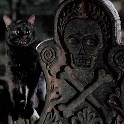 Binx from 'Hocus Pocus' (1993). #InternationalCatDay Binx Hocus Pocus, Hocus Pocus Cat, Thackery Binx, Hocus Pocus 1993, Love Your Sister, Best Halloween Movies, Black Flame Candle, International Cat Day, Evil Witch