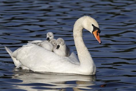 Swan Photography, Swan Pictures, Calming Pictures, Baby Swan, Swan Painting, Trumpeter Swan, Mute Swan, Most Beautiful Birds, Types Of Animals