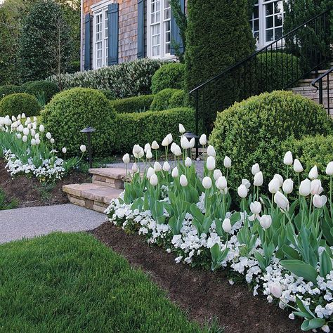 mass planting that's easy care . http://www.gardengatenotes.com/2012/04/03/mass-plantings/ Tulips Garden Design, Tulips And Daffodils, Boxwood Landscaping, Small Flower Gardens, Tulips Arrangement, Tulips Garden, Front Landscaping, Garden Shrubs, Have Inspiration