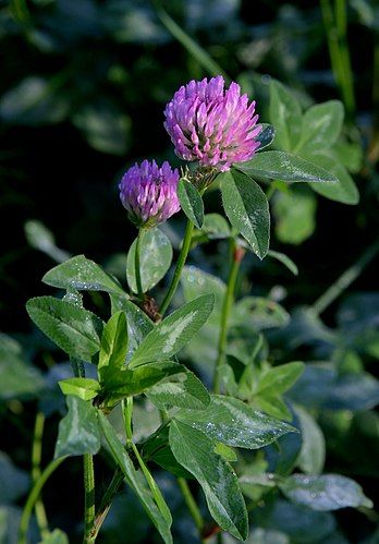 Trifolium Pratense, Herb Art, Garden Tattoos, Wildflower Garden, Daffodils, Spring Time, Flower Power, Planting Flowers, Wild Flowers