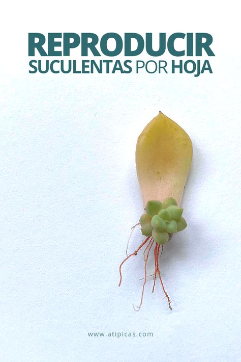 Ideas Negocios, Plant Lessons, Home Grown Vegetables, Propagating Succulents, Fairy Garden Decor, Succulent Gardening, Cactus Y Suculentas, Garden Care, Cactus Flower