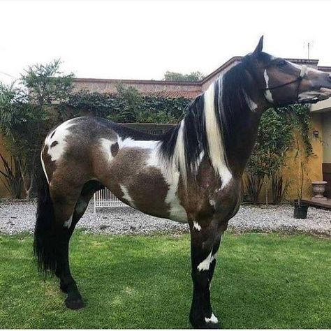 Horses With Long Hair, Cool Horses, Rare Horse Colors, Horses Breeds, Unusual Horse, Rare Horses, Regnul Animal, Painted Horses, Shire Horse