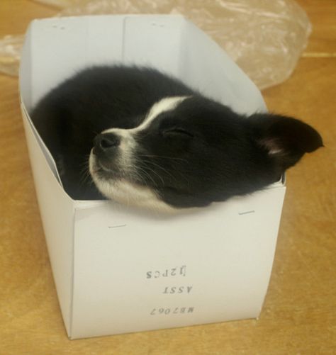 IDEAL BIRTHDAY GIFT...!!!! :D ...pretty pleeease Douglas Dog, Doggy Quotes, Puppy Sleeping, Border Collie Puppy, Beautiful Borders, Collie Puppy, Collie Puppies, Puppy Kisses, Border Collie Puppies