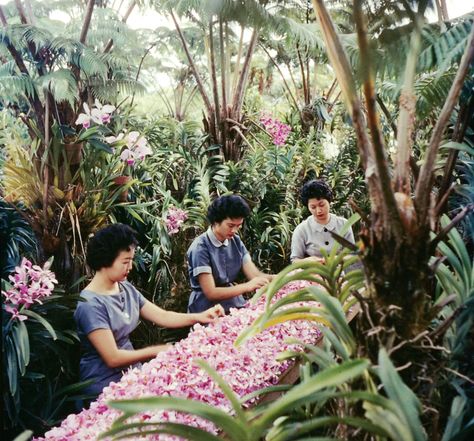 Hawaiian scene, 1959. Getting ready to make lei. LIFE magazine. Garden Cactus, Cancun Hotels, Life Paint, Vintage Hawaii, Time Life, Life Pictures, Oahu Hawaii, Hawaiian Islands, Colour Photograph