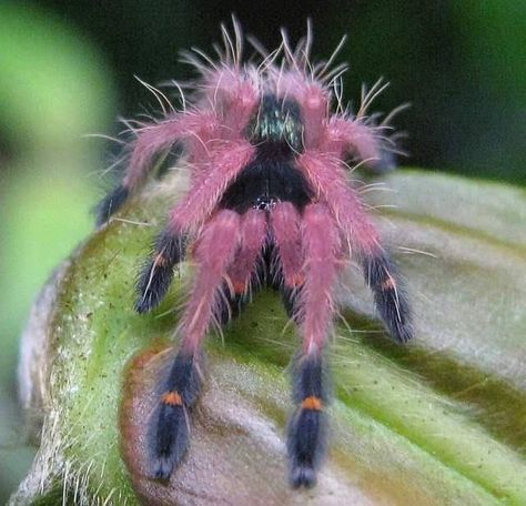 Chilean rose tarantula Cool Spiders, Rose Tarantula, Arachnids Spiders, Spider Species, Pink Spider, Cool Insects, Cool Bugs, A Bug's Life, Beautiful Bugs