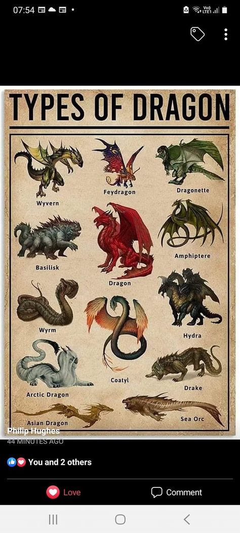 Hydra Dragon, Dragon Wyvern, Types Of Dragons, Asian Dragon, Dragon Sketch, General Knowledge Book, Dragon Tattoo Designs, Kids Bedroom Decor, Dragon Tattoo