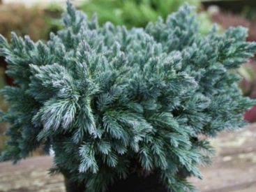 Juniperus Squamata, Juniper Shrub, Blue Star Juniper, Blue Juniper, Aesthetic Shape, Green Garden, Green Foliage, Drought Tolerant, Shade Garden