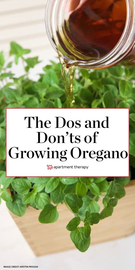 Check out these tips to become an expert oregano grower.  #oregano #groworegano #oreganotips #herbs #herbgarden #indoorgarden #indoorplants #houseplants #gardening Growing Oregano Outdoors, Growing Oregano Indoors, Growing Oregano In A Pot, Harvesting Oregano How To, How To Grow Oregano, Oregano Plant Care, Oregano In Pots, Oregano Garden, Herb Business