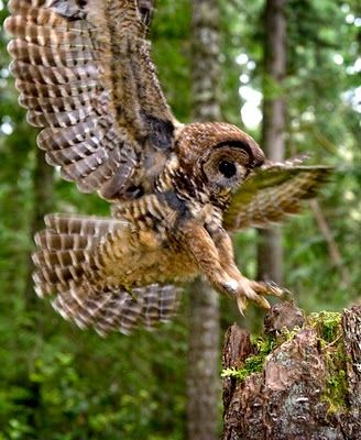 Northern Spotted Owl, Guardians Of Ga'hoole, Catch A Mouse, Owl Cute, Spotted Owl, Bird Types, Bureau Of Land Management, Land Management, Owl Tattoo