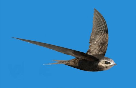 Common Swift (Ababeel) is a bird that can fly for 10 consecutive months without landing Ababeel Bird, Common Swift, Swift Bird, Bird Ideas, Fly Drawing, What Is Design, Peacock Pictures, Bird Beaks, Painting Embroidery