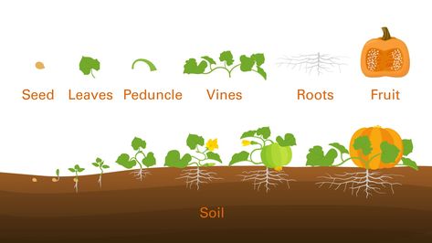 The Anatomy of a Giant Pumpkin | College of Agriculture and Life Sciences Growing Pumpkin, Pumpkin Plants, Pie Pumpkins, Pumpkin Plant, Planting Pumpkins, Nc State University, Pie Pumpkin, Giant Pumpkin, Growing Pumpkins