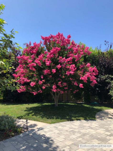 Crepe Myrtle Tree - A show stopper in August.   Good-bye Summer! (Sunny Side Up) Crape Myrtle Tree Tattoo, Crate Myrtle Trees, Summer Recap, Crepe Myrtle Trees, Myrtle Tree, Crepe Myrtle, Goodbye Summer, Crape Myrtle, Farmhouse Garden