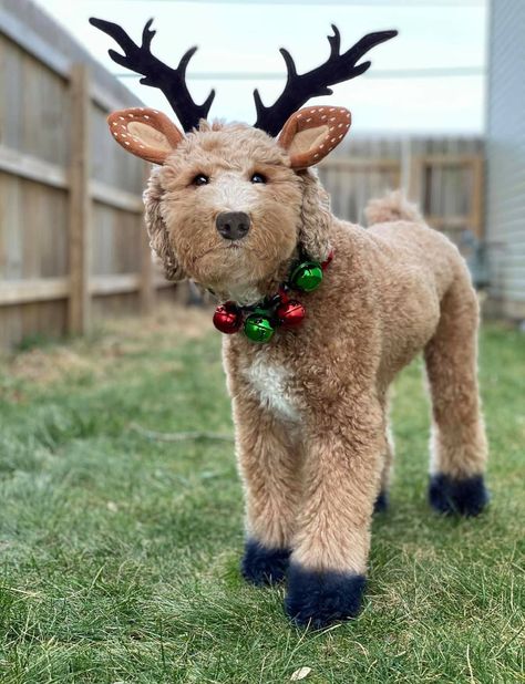 Mini Goldendoodle Halloween Costume, Dog Halloween Costumes Goldendoodle, Cockapoo Halloween Costumes, Christmas Dog Dye Ideas, Golden Doodle Costume Ideas, Labradoodle Halloween Costumes, Golden Doodle Costumes, Dog Christmas Costumes Diy, Pet Costumes For Dogs And Owners