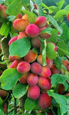 Miniature Fruit Trees, Victoria Plum, Fruit Bushes, Mango Margarita, Plum Fruit, Plum Tree, Beautiful Fruits, Fruit Tree, Mango Salsa