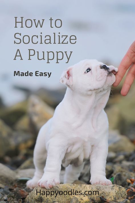 Puppy Socialization Ideas, Dog Socialization Checklist, Puppy Socialization Checklist, Puppy Must Haves, Dog Socialization, Dog Care Checklist, Whelping Puppies, Puppy Training Guide, Holistic Dog Care