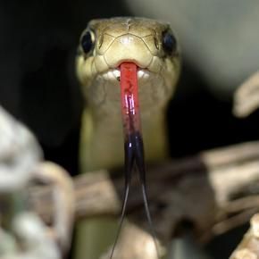 Snake Tongue Snake Tongue, Wildlife Pictures, Reptile Snakes, Underwater Creatures, Wild Creatures, Reptiles And Amphibians, A Snake, Animals Of The World, Animal Photo