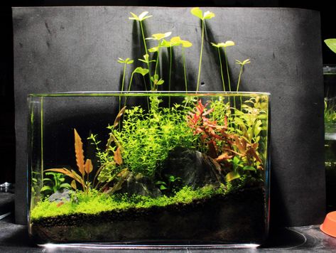 Dirted 2.5 gallon -- first journal - The Planted Tank Forum Unique Fish Tanks, Aquarium Freshwater, Perspective Room, Cool Fish Tanks, Nano Aquarium, Aquarium Ideas, Nature Aquarium, Aquascape Aquarium, Cool Fish