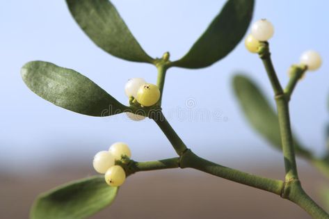 Mistletoe Meaning, Mistletoe Plant, Celtic Druids, Sacred Plant, Christmas Plants, Celtic Culture, Christmas Blue, Plant Strong, Under The Mistletoe