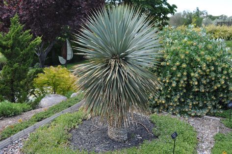 Blue Beaked Yucca Adams Needle Yucca Landscaping, Yuca Plant Outdoor, Soft Leaf Yucca, Beaked Yucca, Yucca Rostrata, Agaves, Blue, Plants