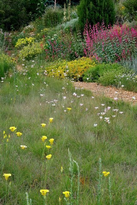 Native Biodiversity Lawn, Native Grass Lawn, Biodiversity Lawn, Biodiverse Lawn, Native Lawn, Unfiltered Background, Native Grasses, Desert Ecosystem, Get Off My Lawn