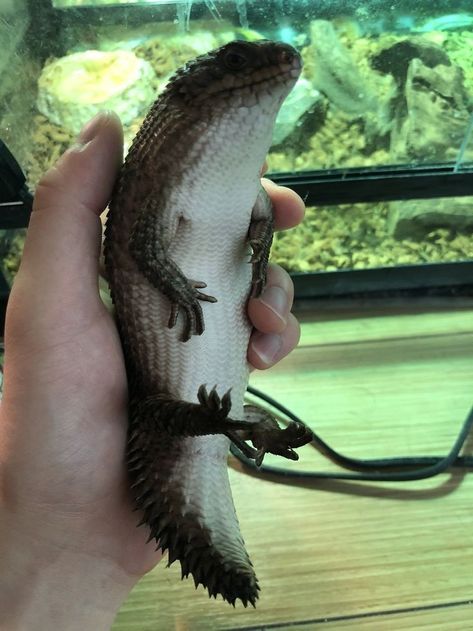 Gidgee Spiny tailed Skink Cute Lizard, Cute Reptiles, Animal World, Pretty Animals, Into The Wild, Silly Animals, Cute Wild Animals, Reptiles And Amphibians, Weird Animals