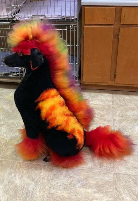 Poodle Creative Grooming, Poodle Dyed Hair, Dyed Poodle, Dog Hair Dye Ideas, Fancy Animals, Poodle Haircuts, Dog Hair Dye, Dog Dye, Dog Grooming Styles