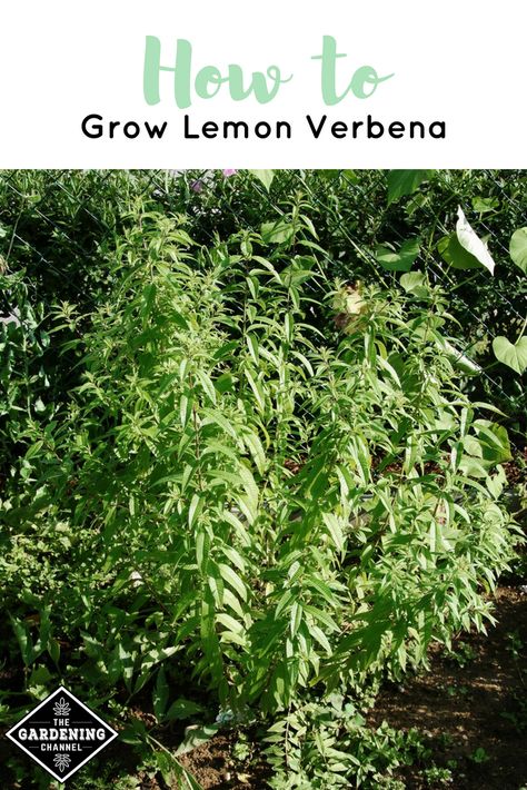 Grow Lemon Verbena around patios, decks and porches to repel mosquitoes. Its lemony scent acts as a natural insect repellent. #gardeningchannel #herbgardening #herbgarden Garden Farming, Grow Lemon, Garden Setup, Tranquil Spa, How To Grow Lemon, Preserving Herbs, Herb Gardening, Natural Insect Repellant, Flower Gardening