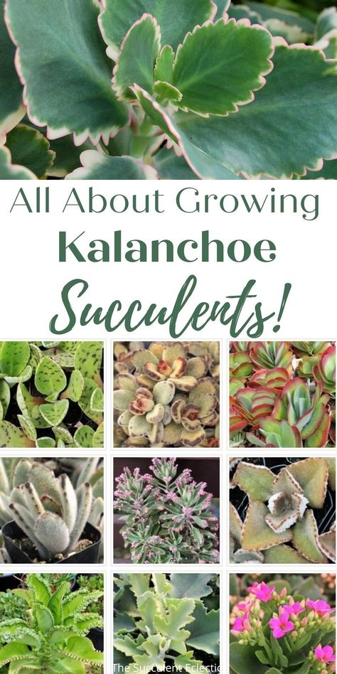 Kalanchoe Succulents, Kalanchoe Flowers, Mother Of Thousands Plant, Kalanchoe Blossfeldiana, Succulent Garden Indoor, Flowering Succulents, Succulent Bonsai, Succulent Gardens, Succulent Garden Diy