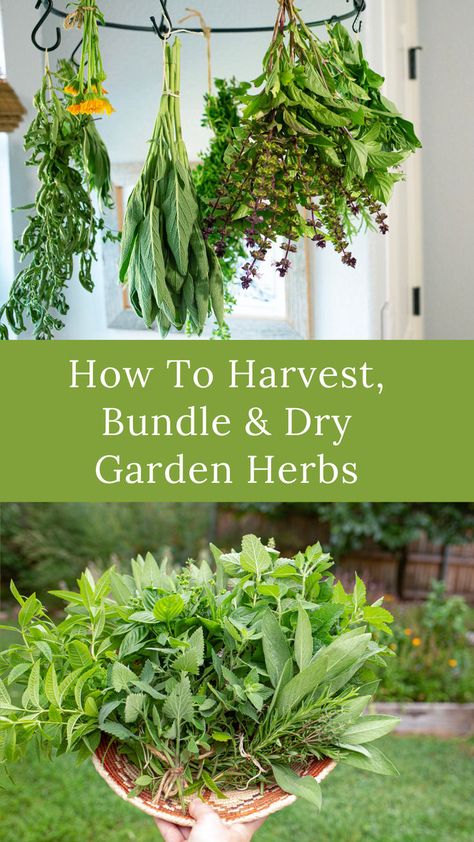 I love the convenience of having herbs right in my kitchen within reach. Once they are completely dry, I'll leave some hanging in bunches, but some I'll take apart and store the leaves in small jars as part of my homeade spice collection. Here's how I harvest and dry herb bundles and store them for winter. Drying Herbs Hanging Rack Diy, Dried Herb Bundles, Hanging Herbs To Dry, Dried Herbs In Jars, How To Dry Herbs Natural, Herb Bundles, Drying Fresh Herbs, Herb Gifts, Spice Collection