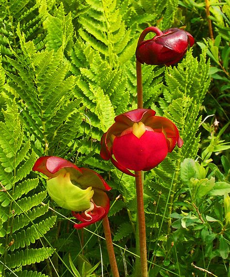 The Pitcher Plant, the provincial flower of Newfoundland and Labrador. This photo was taken a few years ago at Kejimkujik Seaside Park, Port Joli, Nova Scotia. Newfoundland Flowers, Newfoundland Tattoo, Puffin Tattoo, Canadian Christmas, Pitcher Plants, Atlantic Puffin, Labrador Canada, Art Printmaking, Seaside Park