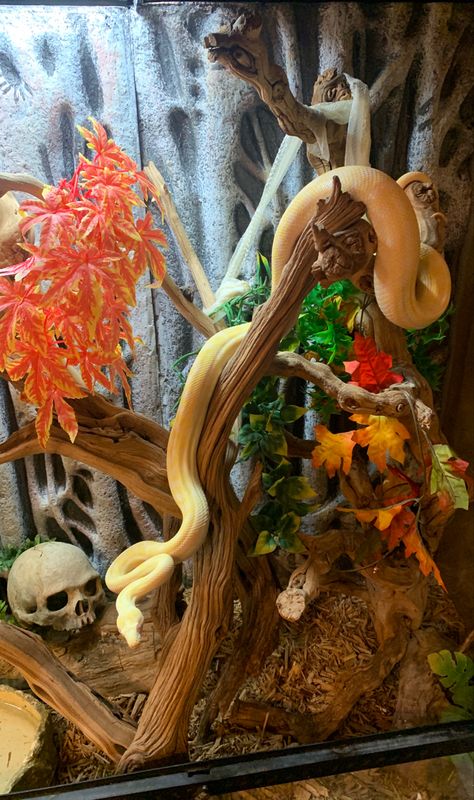 Snake Tank Aesthetic, Snake Enclosure Ideas Ball Python, Bioactive Ball Python Enclosure Ideas, Snake Cage Ideas, Snake Terrarium Ideas Ball Python, Snake Tank Decor, Ball Python Terrarium Ideas, Snake Terrarium Ideas, Ball Python Enclosure