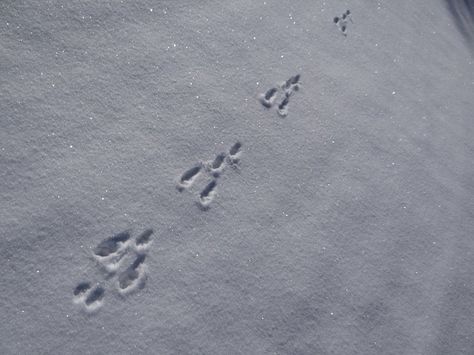 rabbit tracks in snow | rabbit tracks in the snow | A {tiny} Cottage in the Woods Snow Tracks, Rabbit Tracks, Maroon Bells, Winter Cottage, Animal Tracks, Tiny Cottage, Cottage In The Woods, Cabins In The Woods, Winter Theme