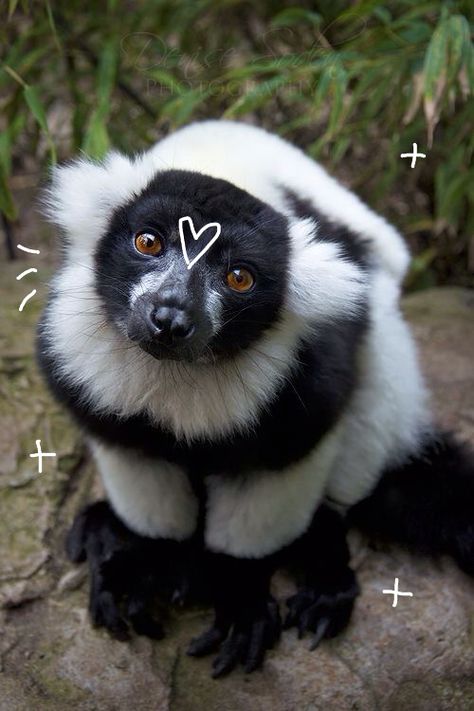 Lemur Fursona, Lemur Aesthetic, Lemur Cute, Lemur Drawing, Cute Masks, Nature Poster, Animal Doodles, Unusual Animals