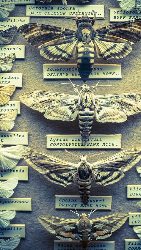 Insects: The taste of Petrol and Porcelain | Brighton Booth Museum Butterfly Taxidermy, Bug Collection, Insect Collection, Vulture Culture, Vintage Interior Design, Natural Curiosities, Creepy Crawlies, Natural History Museum, Insect Art