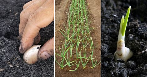 5 Essential Steps to Plant Garlic and Ways to Take Care of Them! Plant Garlic, Health Benefits, Take Care, To Grow, Garlic, Benefits, Health, Plants