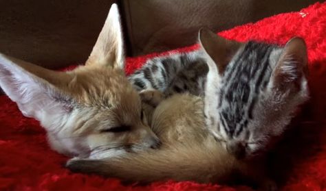 Watch This Sweet And Caring Kitten Grooming Her Little Fox Friend Bengal Kittens, How To Cat, Baby Animal Videos, Bengal Kitten, Fennec Fox, Sleeping Kitten, Bengal Cats, Kitten Care, Big Animals