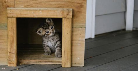 Tuto : comment faire une maison pour chat soi-même ? Chat Diy, Niche Chat, Animals, Organisation