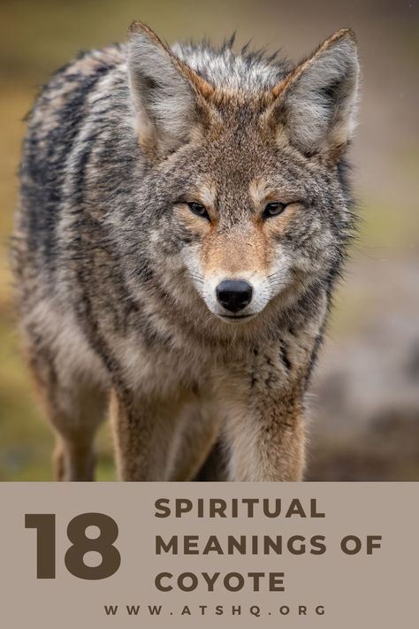 Coyote symbolism Coyote Symbolism, Coyote Aesthetic, White Coyote, Spirit Animal Meaning, Totem Animals, Black Coyote, Celtic Culture, Wild Dogs, Spiritual Meaning