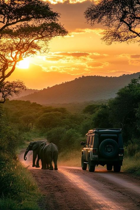 "Embark on a thrilling Safari in South Africa! 🦁🌍 Witness majestic wildlife in their natural habitat, enjoy breathtaking landscapes, and experience the adventure of a lifetime. 🚙🌿 #SouthAfricaSafari #WildlifeAdventure #Nature" South Africa Wildlife, Nairobi City, South Africa Safari, Africa Wildlife, Luxury Safari, African Safari, Family Adventure, Travel Aesthetic, Tanzania