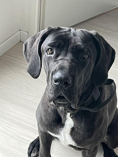 📢Donne femelle Cane Corso 10 mois – Val d’Oise Contactez le maître : ➡https://www.chiensadonner.com/ads/cane-corso-10-mois-val-doise/ 🙏 Merci d'avance pour vos partages. #chien #adoption #adopte #canecorso #valdoise #chienadonner #chiensadonner Attention ! Chien a donner, merci de signaler toute demande d'argent. Cane Corso, Adoption