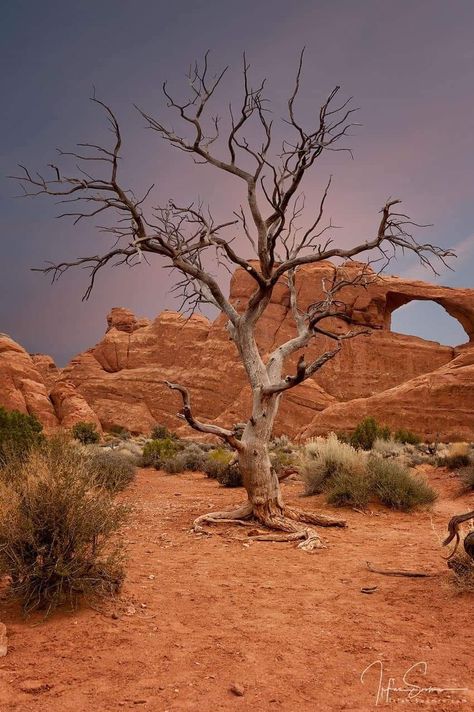 Desert Trees Landscape, Desert Trees, Desert Land, Acrylic Painting Inspiration, Arizona Landscape, Utah Travel, Gum Arabic, Tree Photography, Unique Trees