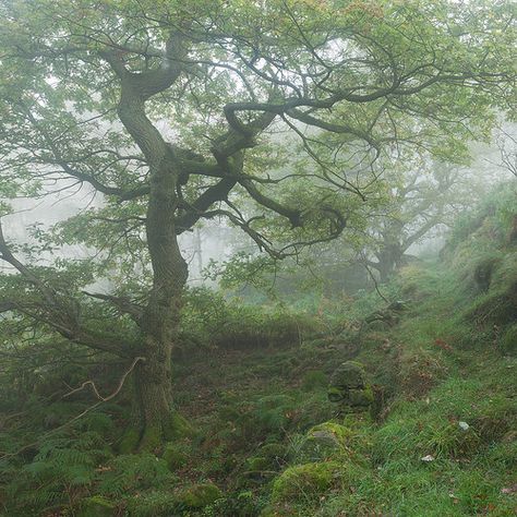 Dark Naturalism, Matka Natura, Foggy Forest, The Maze Runner, Fairy Aesthetic, Arte Inspo, Forest Fairy, Nature Aesthetic, Dragon Age